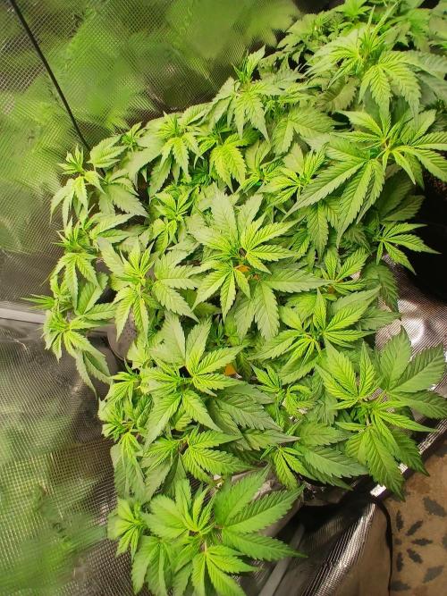 Red Runtz "hella topped". Week 4