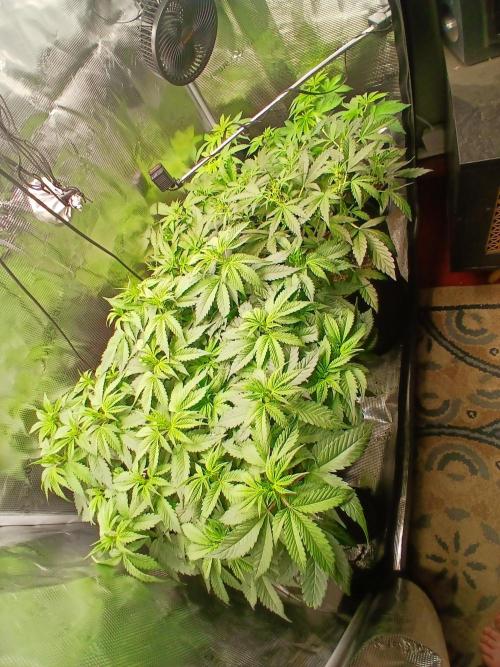 Red Runtz "hella topped". Week 4