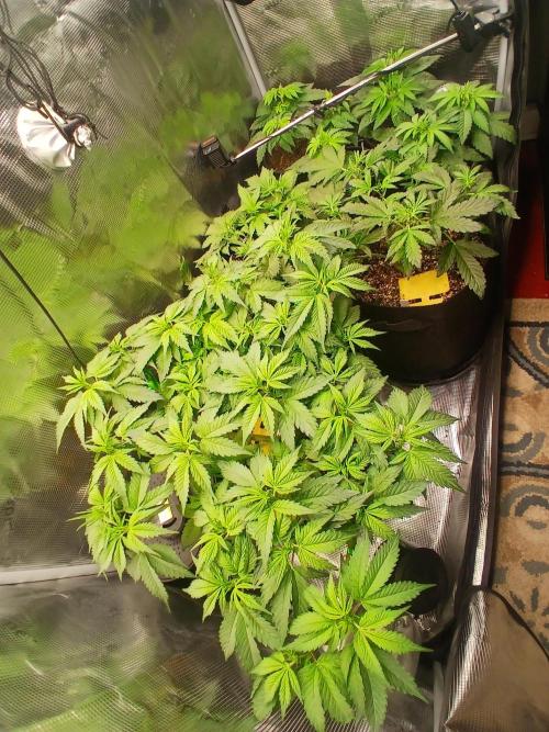 Red Runtz "hella topped". Week 4