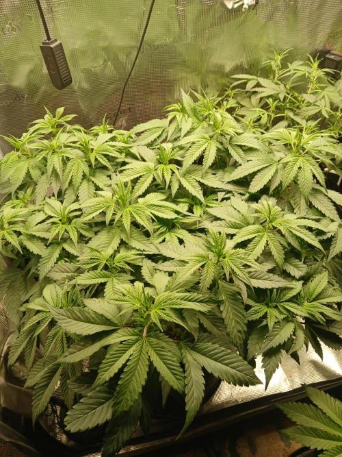 Red Runtz "hella topped". Week 6