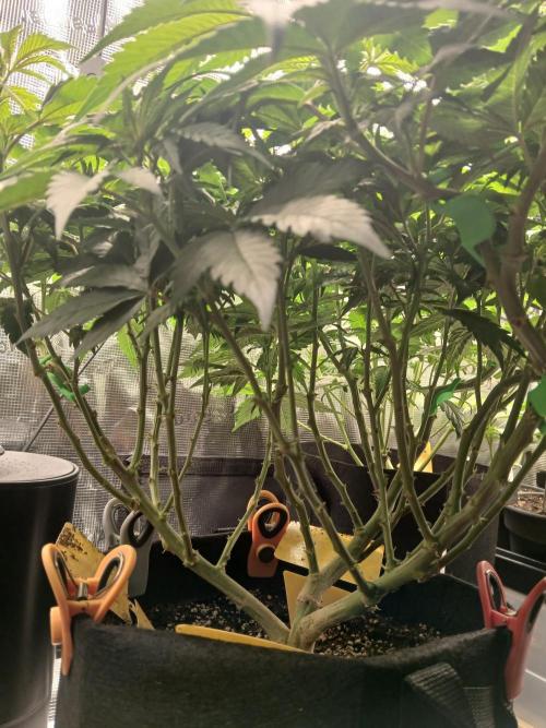 Red Runtz "hella topped". Week 6