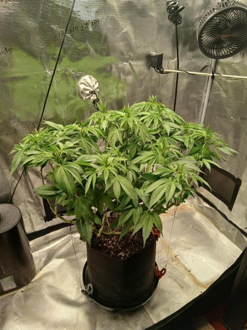 Red Runtz "hella topped". Week 8