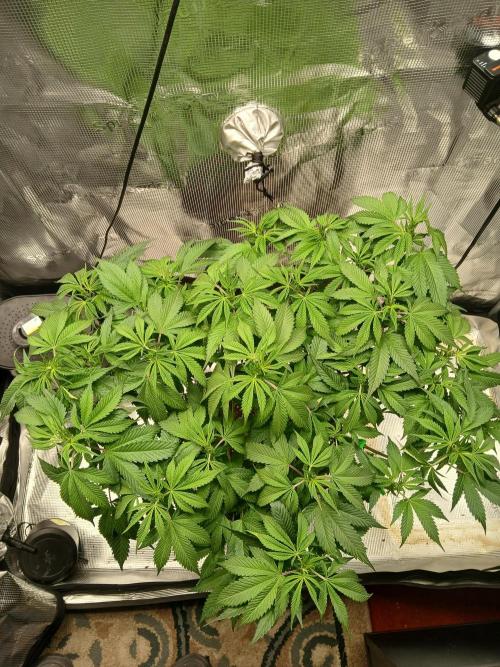 Red Runtz "hella topped". Week 8