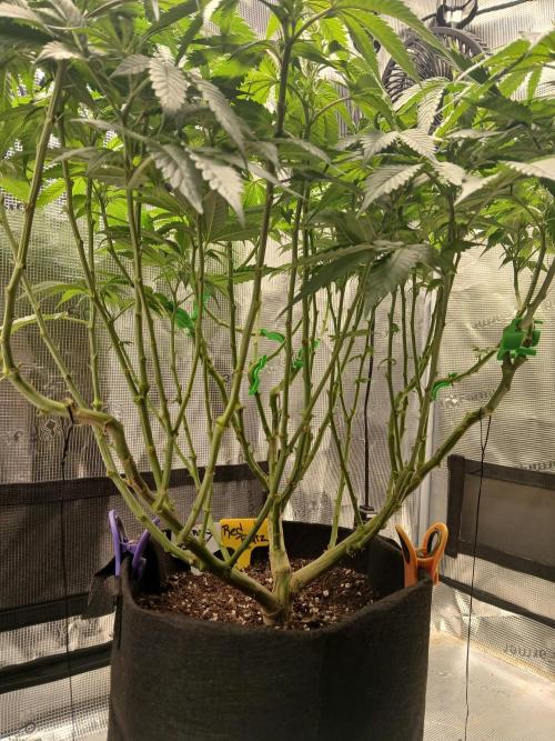Red Runtz "hella topped". Week 8