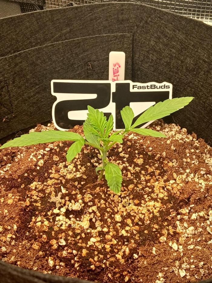 Gorilla Cookies Auto TOPPED. Week 1 - Week 1, high hopes