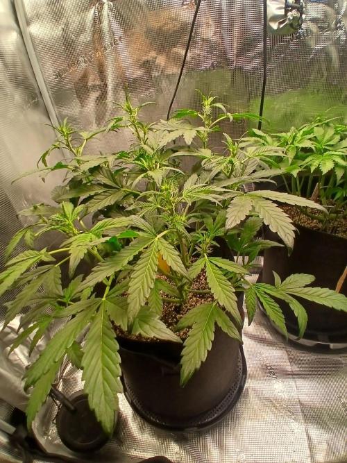 Gorilla Cookies Auto TOPPED. Week 4
