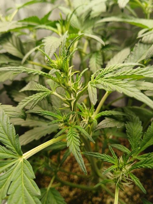 Gorilla Cookies Auto TOPPED. Week 4