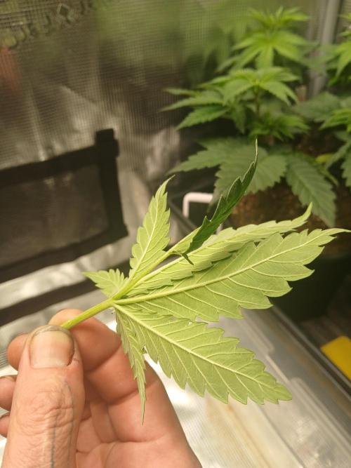 Gorilla Cookies Auto TOPPED. Week 4 - Mutation