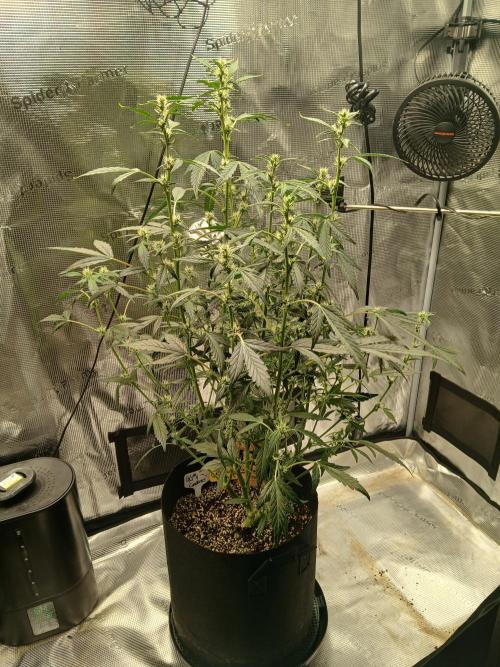 Gorilla Cookies Auto TOPPED. Week 7