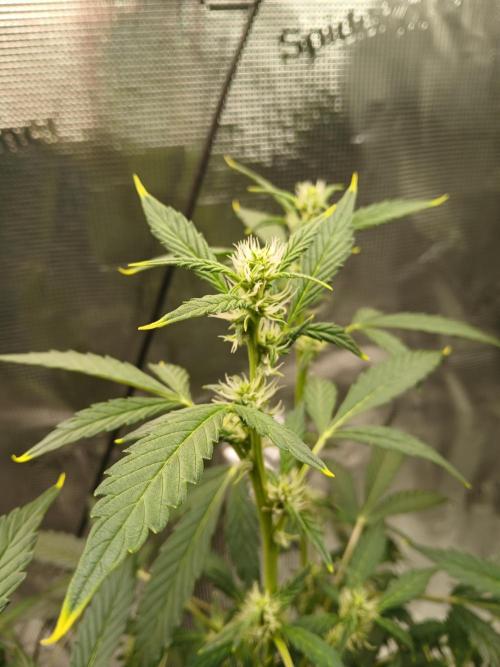 Gorilla Cookies Auto TOPPED. Week 7