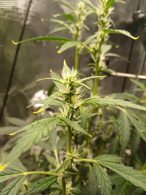 Gorilla Cookies Auto TOPPED. Week 7