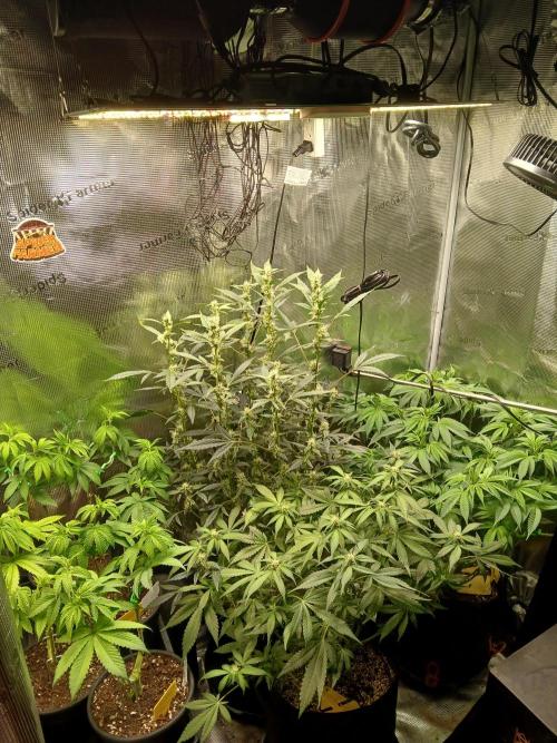 Gorilla Cookies Auto TOPPED. Week 8 - She's the tall skinny babe in the back