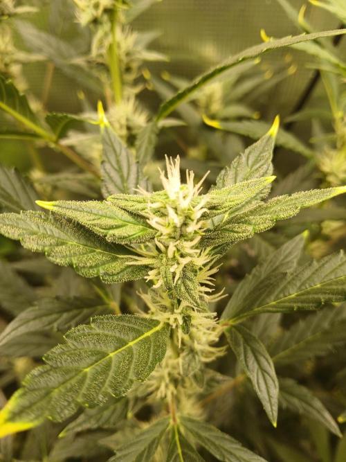 Gorilla Cookies Auto TOPPED. Week 8 - Ohh, Hey there buds