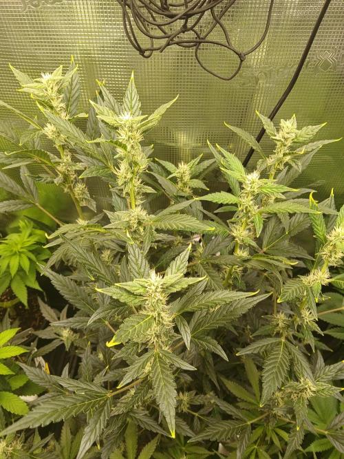 Gorilla Cookies Auto TOPPED. Week 8 - Note the multiple tops on this large auto