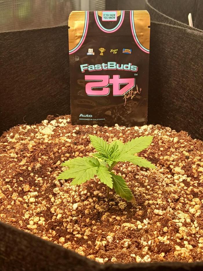 Blackberry Auto TINY TOPPED TREE. Week 1 - High hopes!