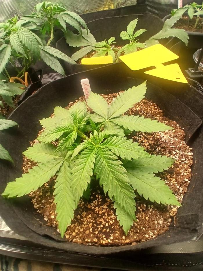 Blackberry Auto TINY TOPPED TREE. Week 3 - Bushing out nicely, thick dark green leaves