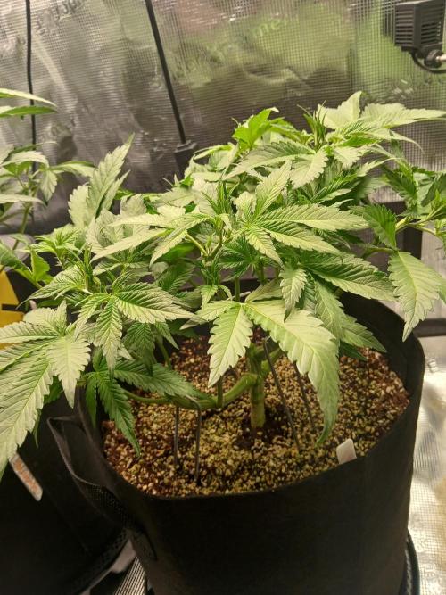 Blackberry Auto TINY TOPPED TREE. Week 6 - Short n stubby bush