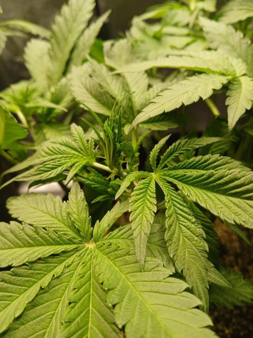 Blackberry Auto TINY TOPPED TREE. Week 6