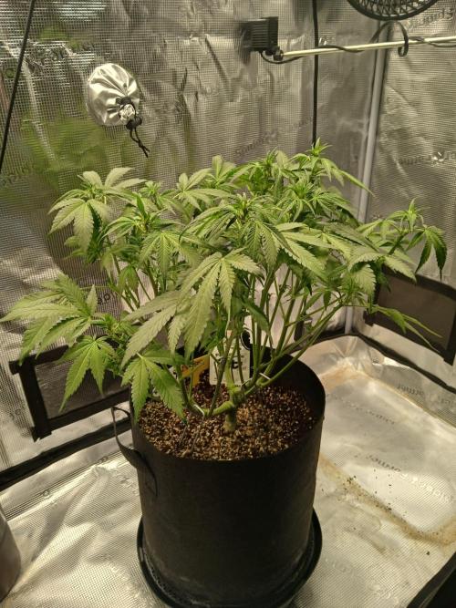 Blackberry Auto TINY TOPPED TREE. Week 8