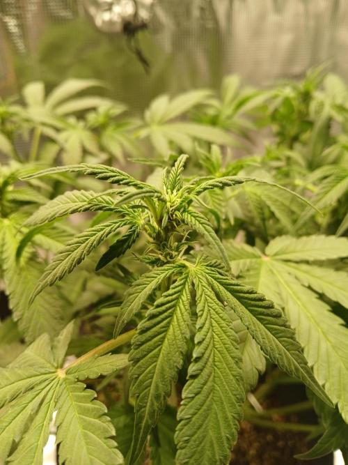 Blackberry Auto TINY TOPPED TREE. Week 8 - Flowering finally starting