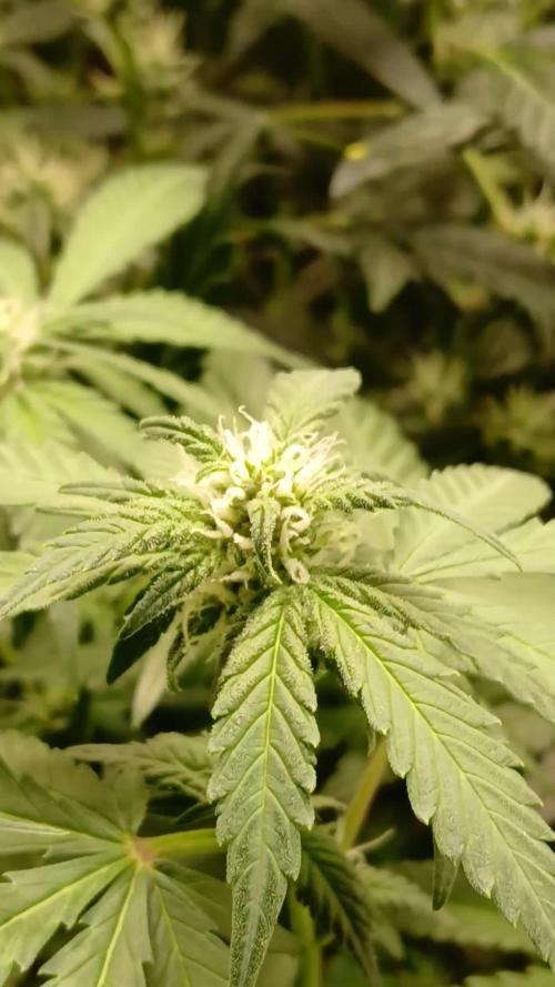 Blackberry Auto TINY TOPPED TREE