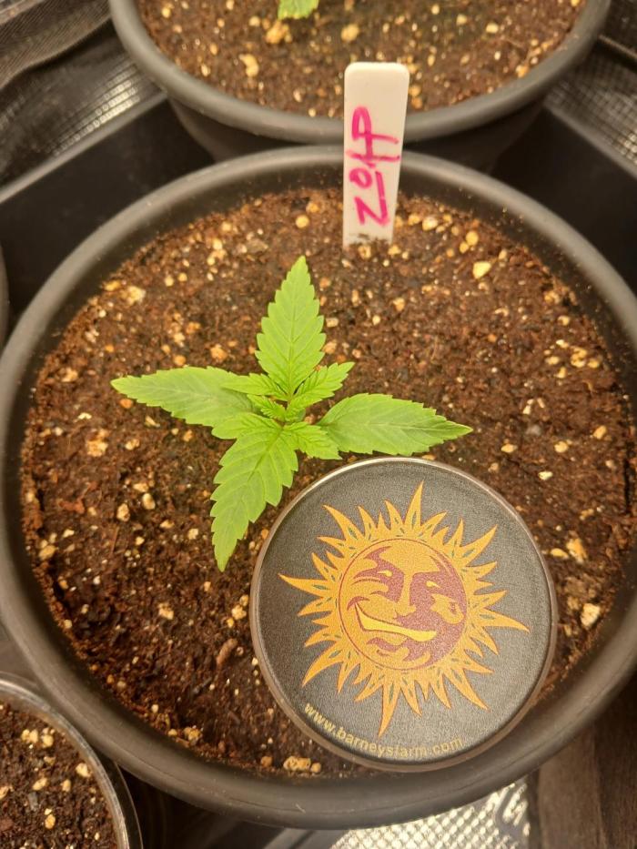 ZOAP greenhouse CO run. Week 1