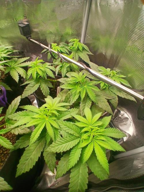 ZOAP greenhouse CO run. Week 4 - All the young ones together