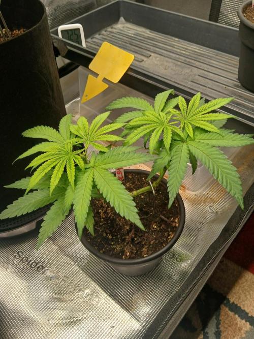 ZOAP greenhouse CO run. Week 4 - She's got two lovely tops now