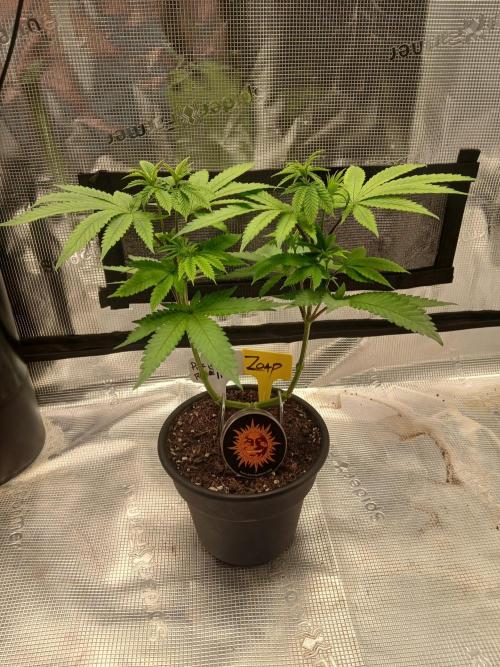 ZOAP greenhouse CO run. Week 6 - She's tall n strong 