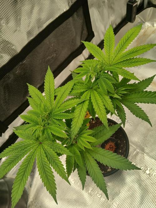 ZOAP greenhouse CO run. Week 6