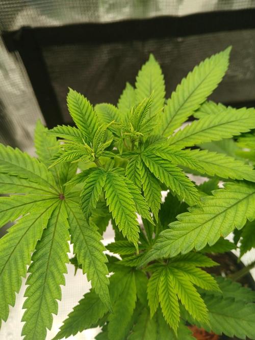 ZOAP greenhouse CO run. Week 6