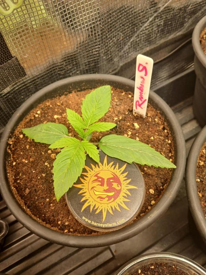 Rainbow Sherbet greenhouse CO run. Week 1 - She's big n beautiful 