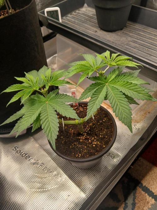 Rainbow Sherbet greenhouse CO run. Week 4 - She's got two tops