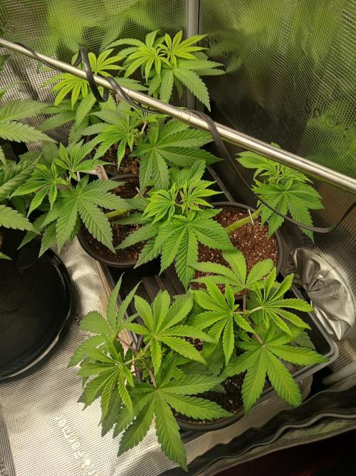 Rainbow Sherbet greenhouse CO run. Week 4 - The girls together 