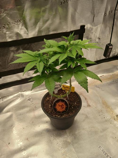Rainbow Sherbet greenhouse CO run. Week 6