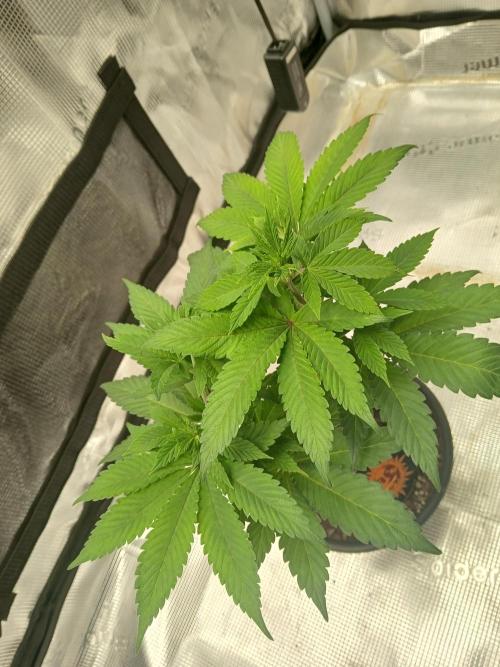 Rainbow Sherbet greenhouse CO run. Week 6