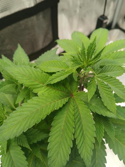 Rainbow Sherbet. Week 6