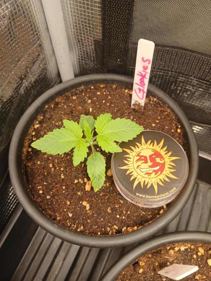 Giant Glookies greenhouse CO run. Week 1