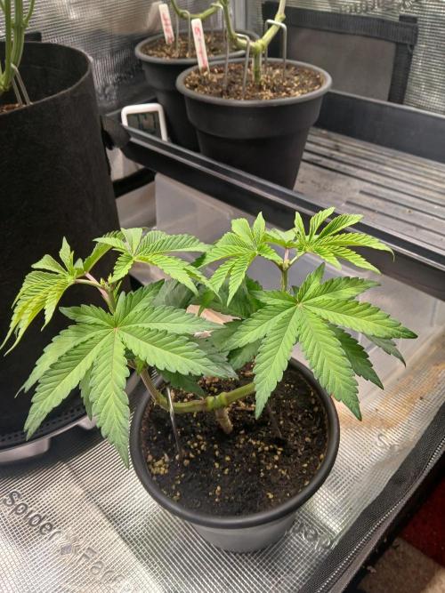 Giant Glookies greenhouse CO run. Week 4 - She's tall and ready to grow! Now with two tops!