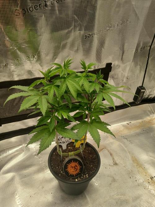 Giant Glookies greenhouse CO run. Week 6 - Super tall babe