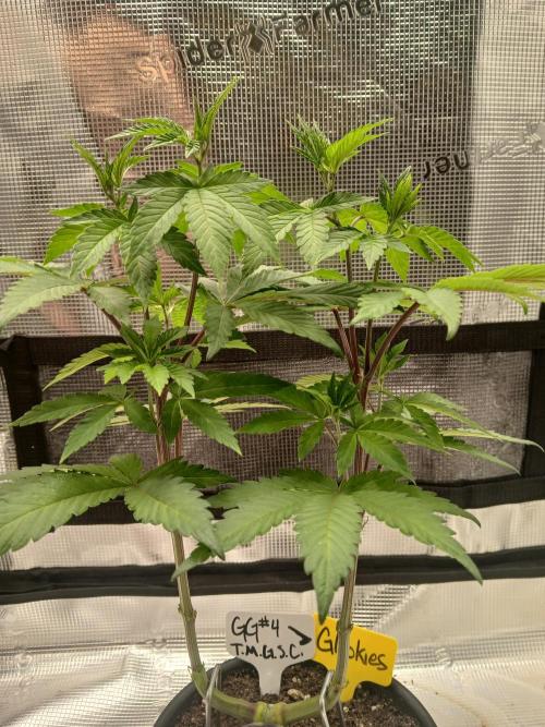 Giant Glookies greenhouse CO run. Week 6 - Topped n topped again
