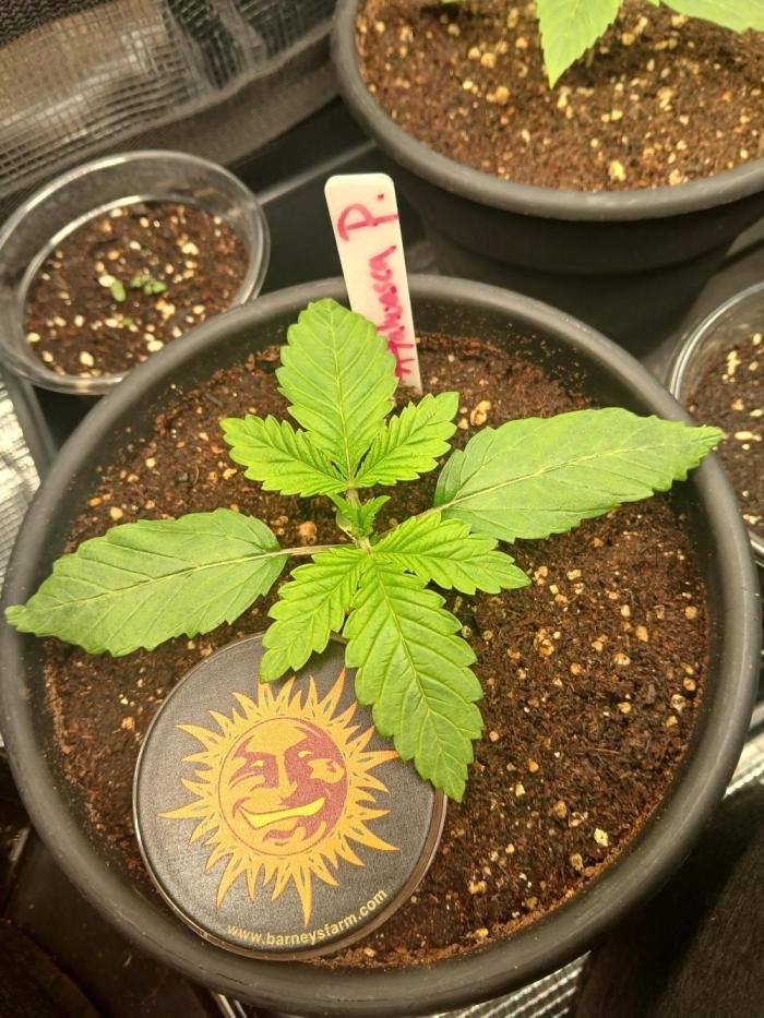 Ayahuasca Purple greenhouse CO run. Week 1