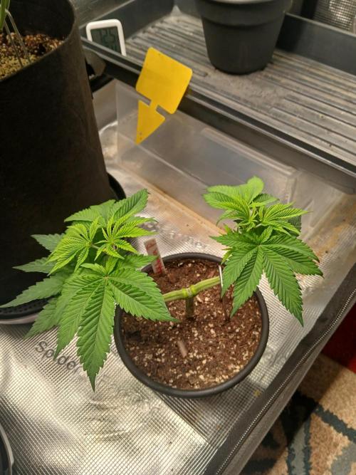 Ayahuasca Purple greenhouse CO run. Week 4 - She's got two tops