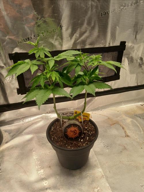 Ayahuasca Purple greenhouse CO run. Week 6 - Tall and topped