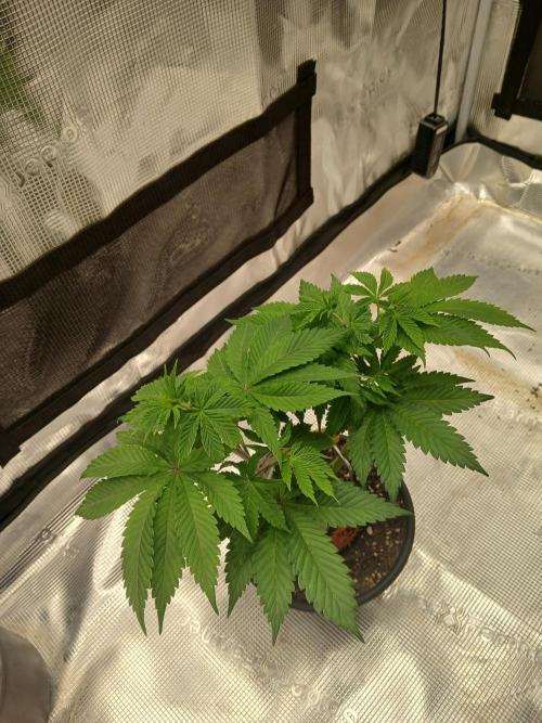 Ayahuasca Purple greenhouse CO run. Week 6