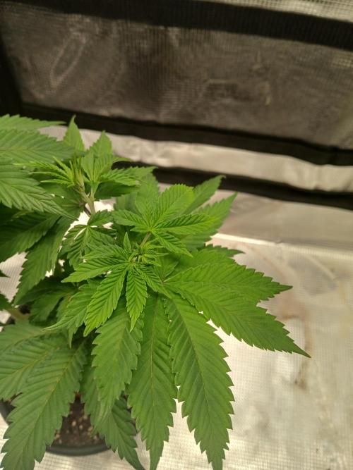 Ayahuasca Purple greenhouse CO run. Week 6