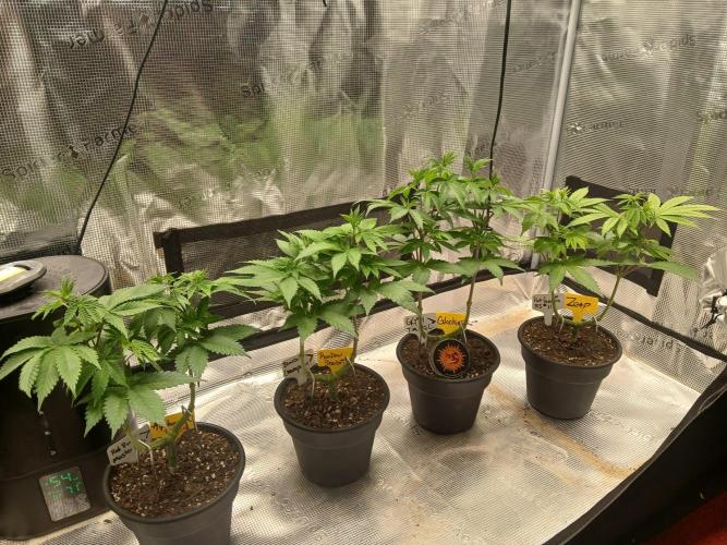 Ayahuasca Purple greenhouse CO run. Week 6 - Girls looking good