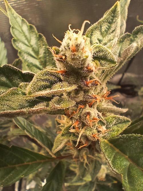 Gorilla Cookies Auto TOPPED. Week 10 - Great dank terps coming on now, tricome production good,  hella greasy/sticky