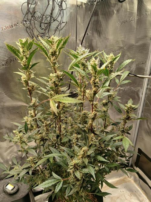 Gorilla Cookies Auto TOPPED. Week 10