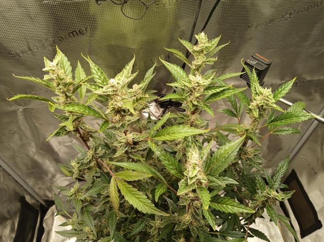 Gorilla Cookies Auto TOPPED. Week 10